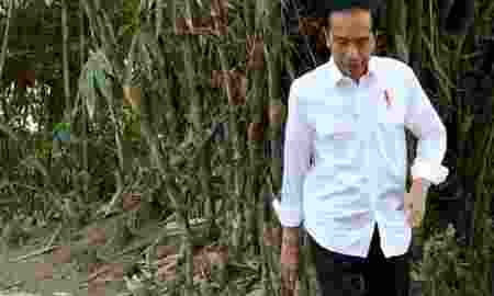 Periksa Penggunaan Dana Desa Jokowi Tinjau Saluran Irigasi Sleman
