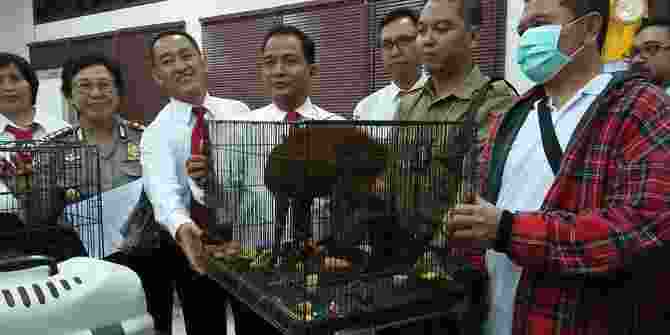 Polisi Menangkap Penjual Dan Pembeli Satwa Yang Dilindungi Di Bali