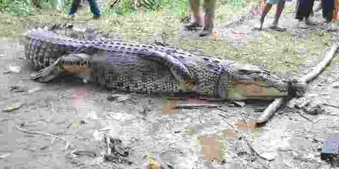 Seekor Buaya Panjang 4 Meter Ditangkap Warga Bengkalis