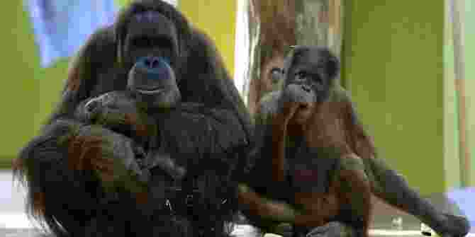 Enam Orangutan Dilepas Di Pulau Badak Kecil