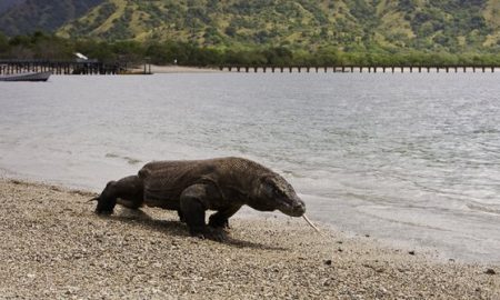 Gubernur NTT Akan Tutup Taman Nasional Komodo Selama Setahun