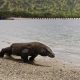 Gubernur NTT Akan Tutup Taman Nasional Komodo Selama Setahun