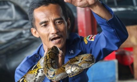 Mengenal Abah Rizal Pawang Ular Dari Pemadam Kebakaran Purwakarta