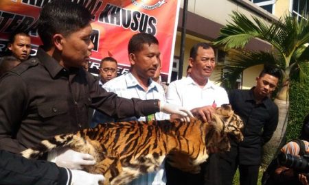 Pak Wito Ditangkap Karena Menjual Kulit Harimau