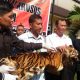 Pak Wito Ditangkap Karena Menjual Kulit Harimau