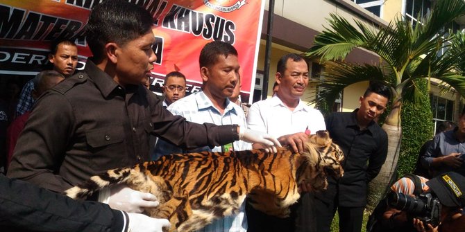 Pak Wito Ditangkap Karena Menjual Kulit Harimau