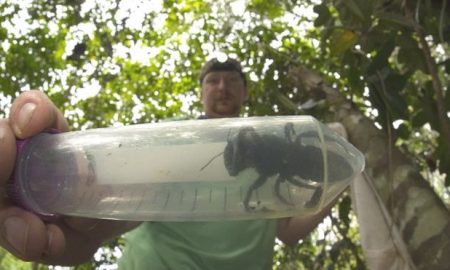 Lebah Terbesar Ditemukan Masih Hidup